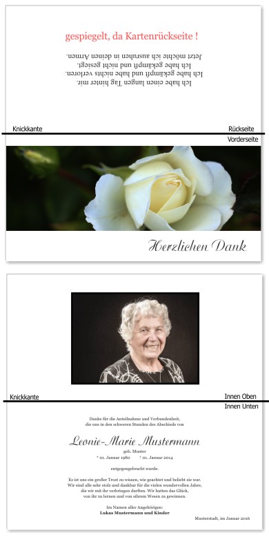 Rosa Rosen, Trauerrosen, Trauerblumen, Trauerblüten. Trauer Danksagung Karten bei Sterbefall, Todesfall, Beerdigung und Trauerfall