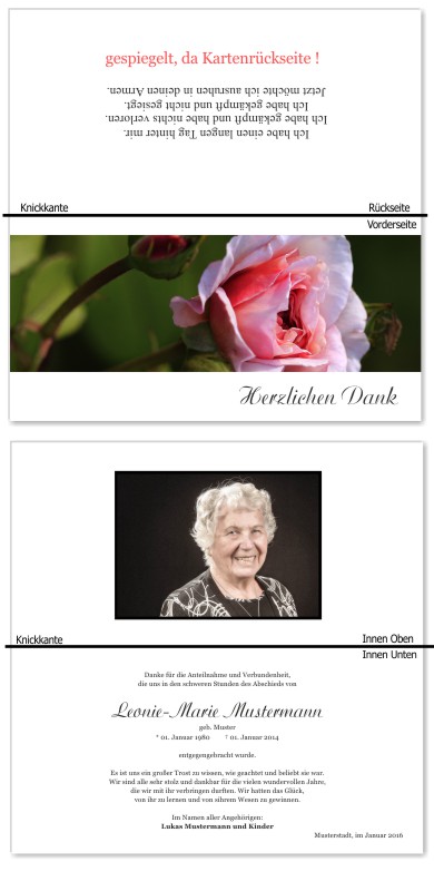 Rosa Rosen, Trauerrosen, Trauerblumen, Trauerblüten. Trauer Danksagung Karten bei Sterbefall, Todesfall, Beerdigung und Trauerfall