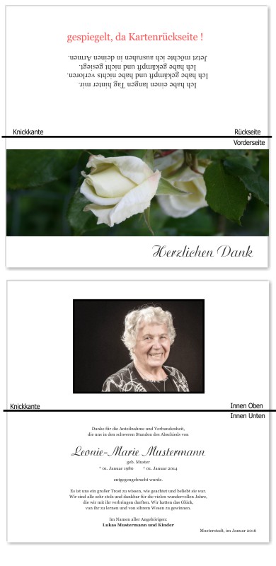Rosa Rosen, Trauerrosen, Trauerblumen, Trauerblüten. Trauer Danksagung Karten bei Sterbefall, Todesfall, Beerdigung und Trauerfall